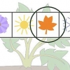 Cultivo de batatas