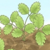 Poda de plantas de morango