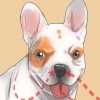 Diagnosticando problemas respiratórios em um buldogue francês