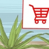 Cultivando e usando aloe vera para fins medicinais