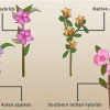 Plantando azaleias