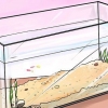 Ajude os filhotes de guppies a crescer