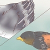 Identificando filhotes de pássaros