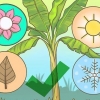 Poda de bananeiras