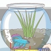 Determinando a idade de um peixe betta