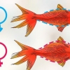Determinando se um peixinho dourado está grávida