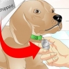 Determinando se um cachorro tem um chip