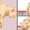 Como determinar se um gato tem raiva