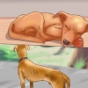 Determinando se deve colocar seu cão para dormir