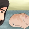 Determinando se seu gato está morto