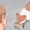 Decidindo se deve colocar seu gato para dormir