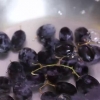 Fazendo uvas congeladas