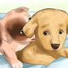Como desaprender a morder em um cachorro