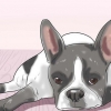 Tratamento da anemia em cães