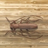 Besouro longhorn de combate