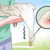 Tratando o botulismo em um pato