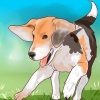 Treinamento de beagle