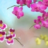 Cultivo de orquídeas ao ar livre
