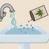 Plantando sementes de cannabis dentro de casa