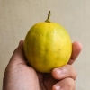 Limões maduros
