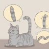 Comunicando-se com seu gato