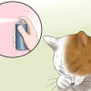 Tratamento da conjuntivite em gatos