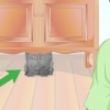 Verificando se um gato está com febre