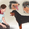 Verificando se seu cão está saudável e feliz