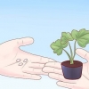 Cultivo de abobrinha