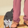 Abrindo a boca de um gato