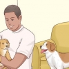 Aumentar o apetite dos cães