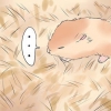 Tratando a perna quebrada do seu hamster