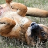 Aliviando a coceira nas orelhas de um cão