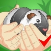 Limpando a gaiola de um porquinho da índia