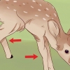 Determinando a idade de um cervo