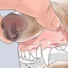 Determinando a idade do seu cão através dos dentes