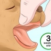 Determinando a idade do seu cachorro