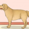 Medindo o comprimento de um cão