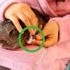 Cortar as unhas de um coelho