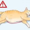 Determinando a causa de uma barriga distendida em gatos