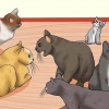 Reconhecendo os sinais de abuso de gatos