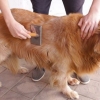 Preparando a pelagem de um golden retriever