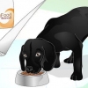 Brilhar o casaco de um cão