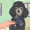 Cuidando da pelagem de um poodle
