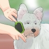 Preparando o casaco de um westie