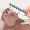 Deixando o pelo do seu gato macio e brilhante