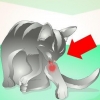 Tratando um abscesso em um gato