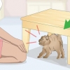 Criando laços com um gato bravo ou assustado