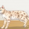 Identificando um bengal