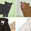 Sobrevivendo a um ataque de urso